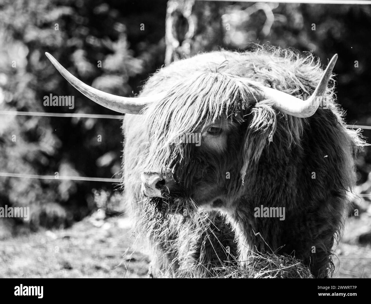 Scottish highland cow with long horns eats in the farm . Black and white image. Stock Photo
