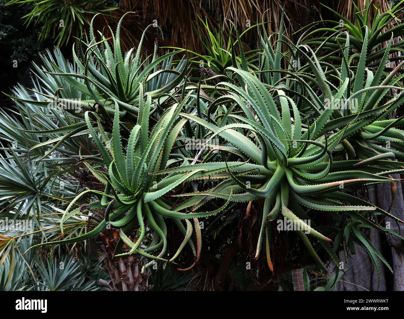 Krantz Aloe or Candelabra Aloe, Aloe arborescens, Asphodelaceae. South Africa. Stock Photo