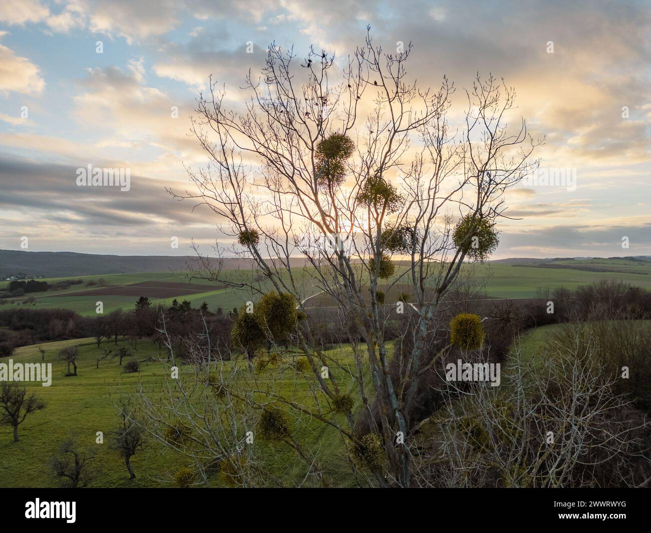 Misty Setting Tree with misty orbs and setting sun in background Stock Photo - Alamy