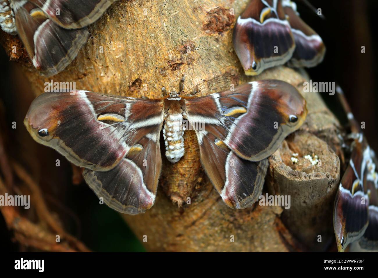 Indian Eri Silkmoths, Samia ricini, Saturniidae, Lepidoptera. India. Syn. Philosamia ricini. Female. Stock Photo