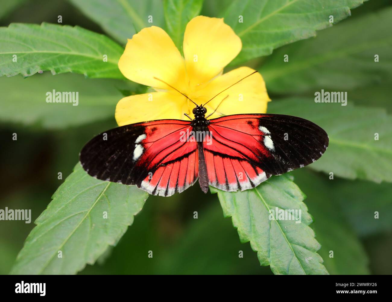 How does the aging process differ between insects and mammals?