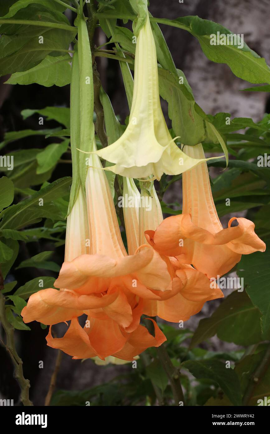 Angels Trumpets, Brugmansia x candida, 'Grand Marnier', Solanaceae.  Tenerife, Canary Islands, Spain Stock Photo