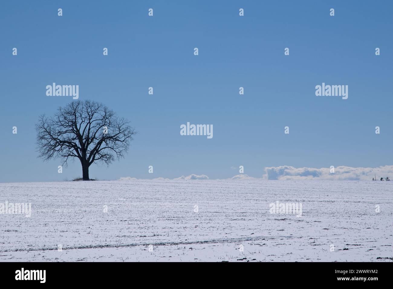 Silhouette of a single lonely maple tree isolated in the hill covered ...