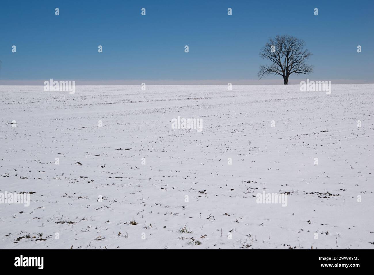Silhouette of a single maple tree isolated in the hill covered with ...