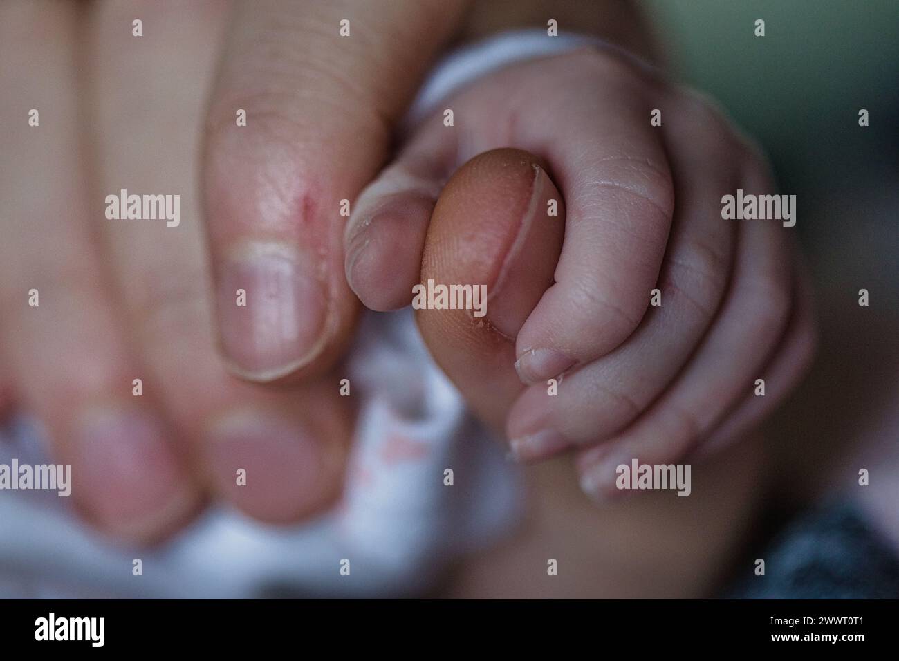 Close-up of a newborn's tiny hand gripping an adult's finger, symbolizing care and parental love. Stock Photo