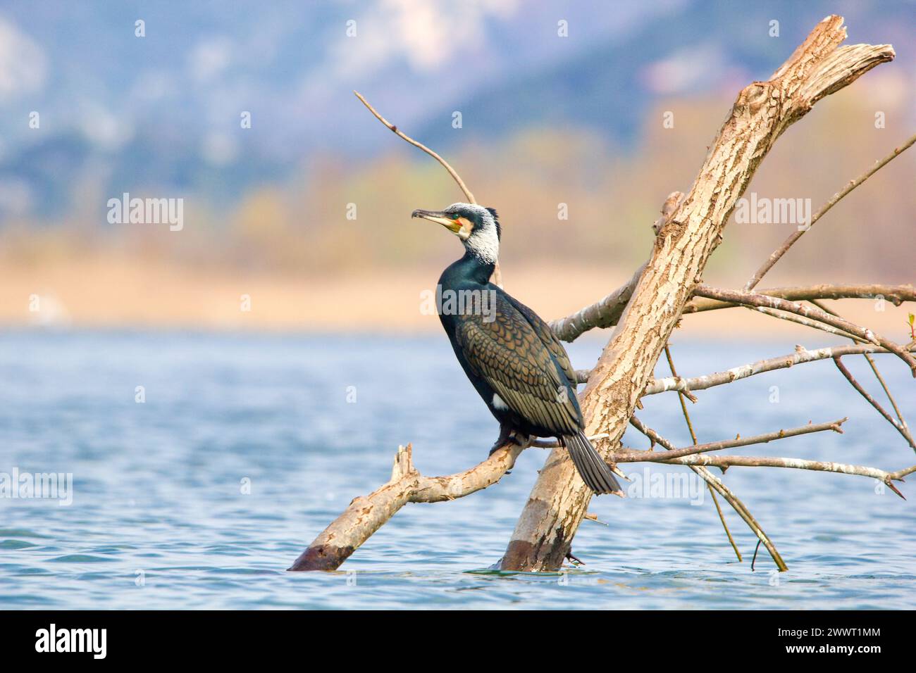 The Great Cormorant (Phalacrocorax carbo sinensis) is on the dead tree ...