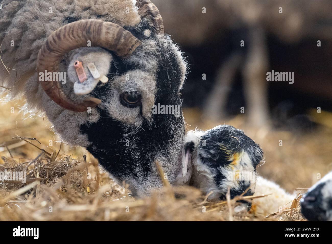 Swaledale ewe with newborn mule lambs in a lambing shed, North Yorkshire, UK. Stock Photo