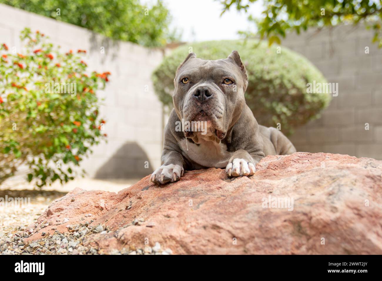 Grey pit bull posing on a rock for a natural lighting portrait Stock Photo