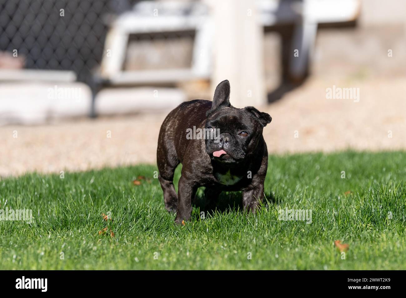 Very small French bulldog walking through the grass Stock Photo