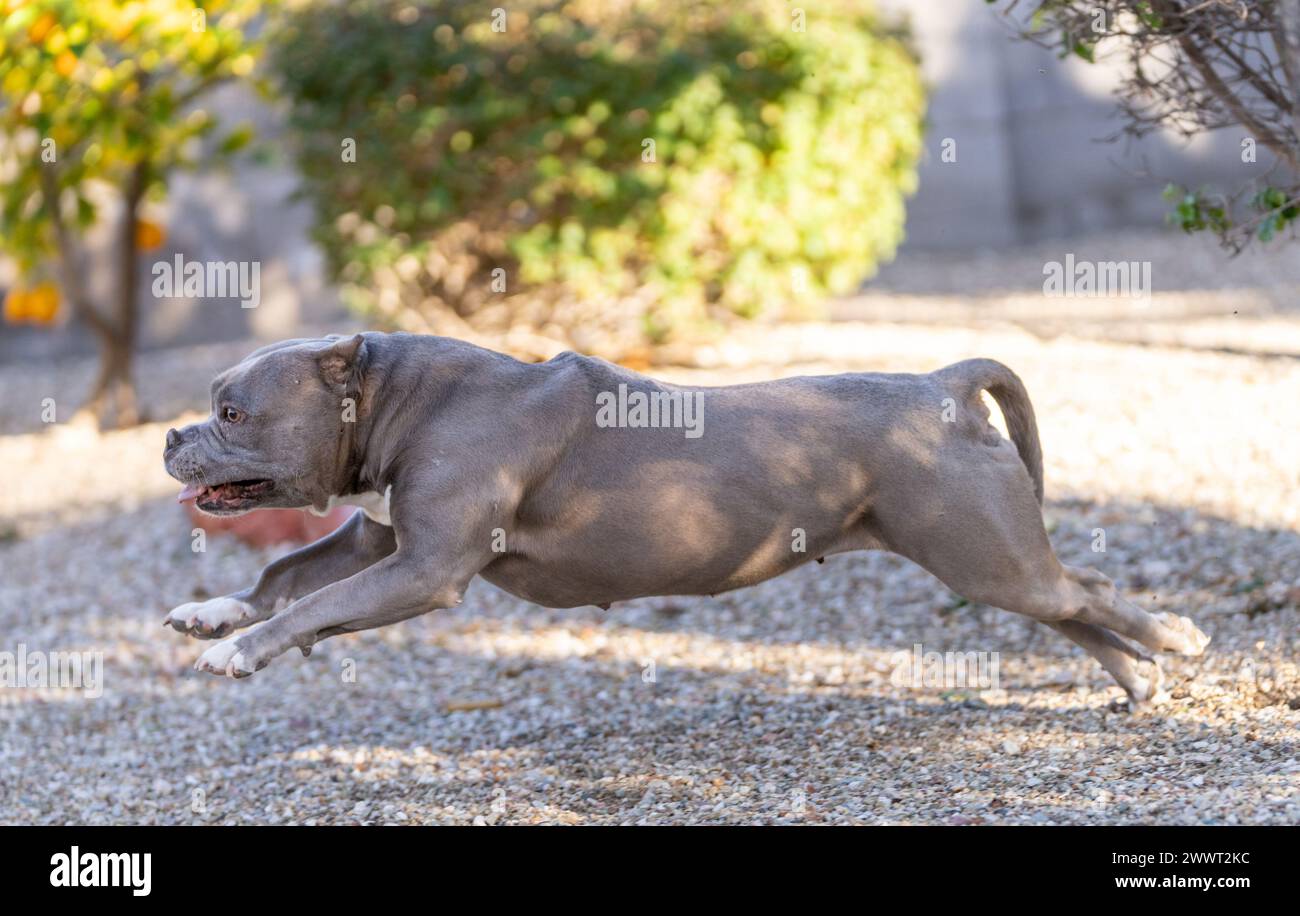 Grey pitbull running through the gravel in a yard and all stretched out Stock Photo