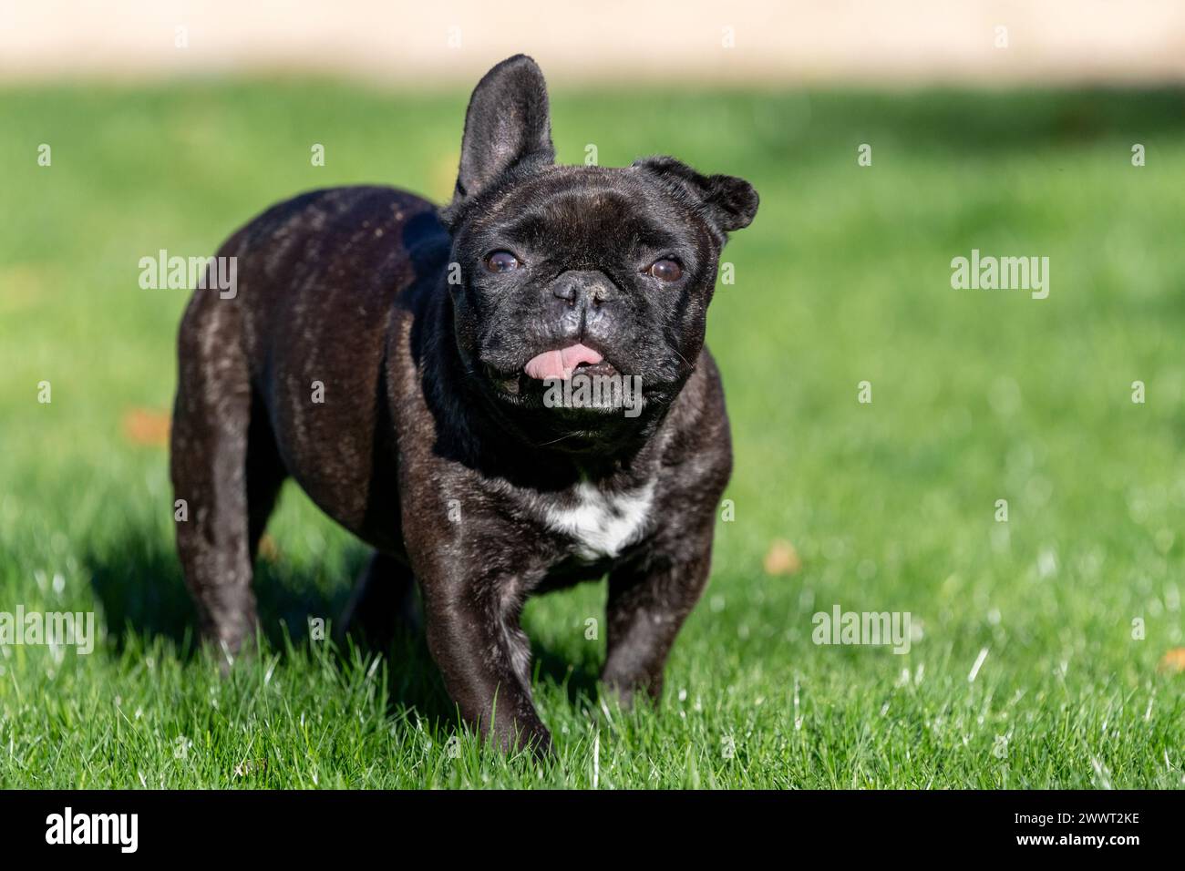 Close up natural portrait of a French Bulldog on the green grass Stock Photo