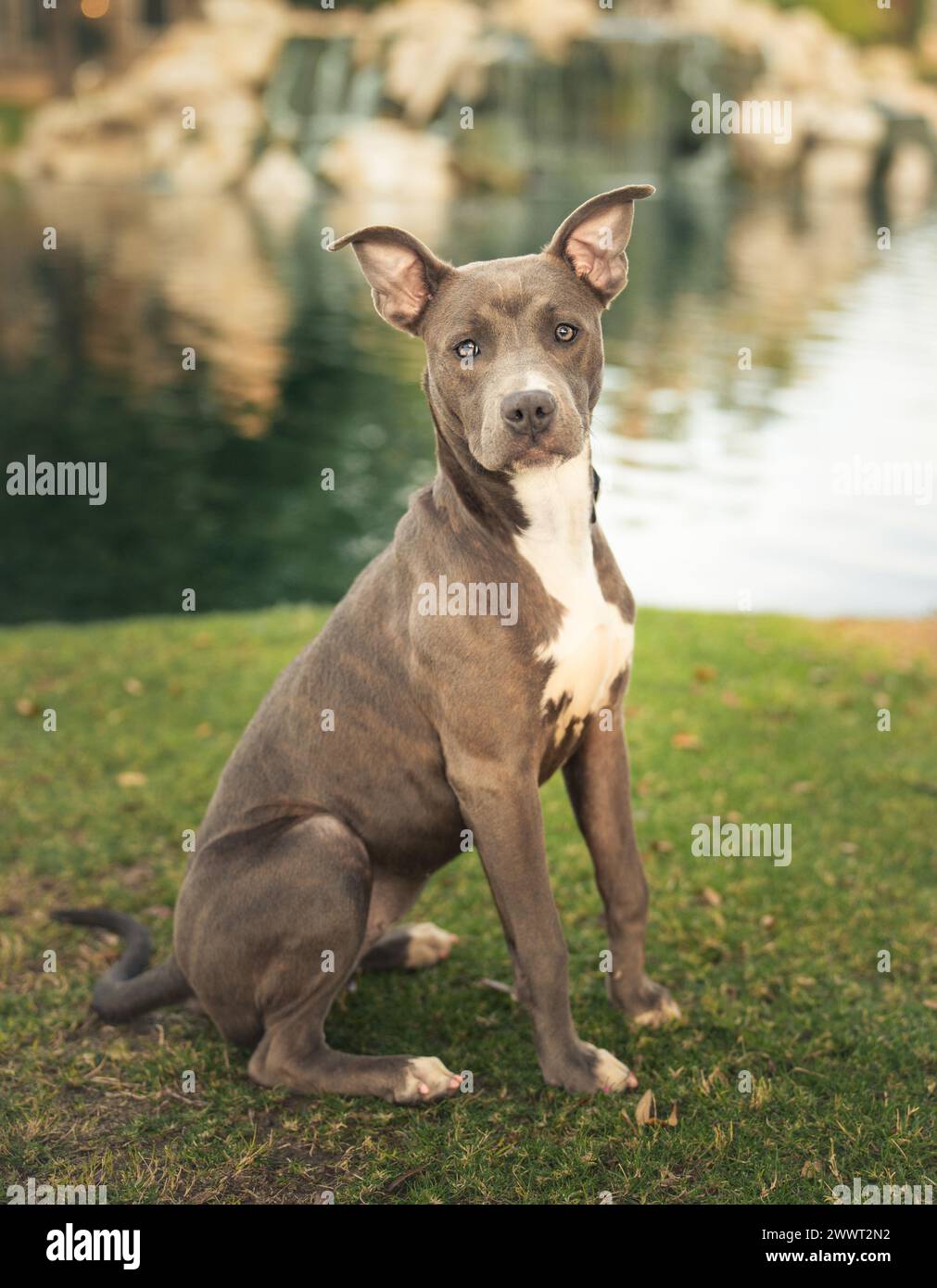 Grey pitbull puppy posiong for a portrait on the grass by a pond Stock Photo