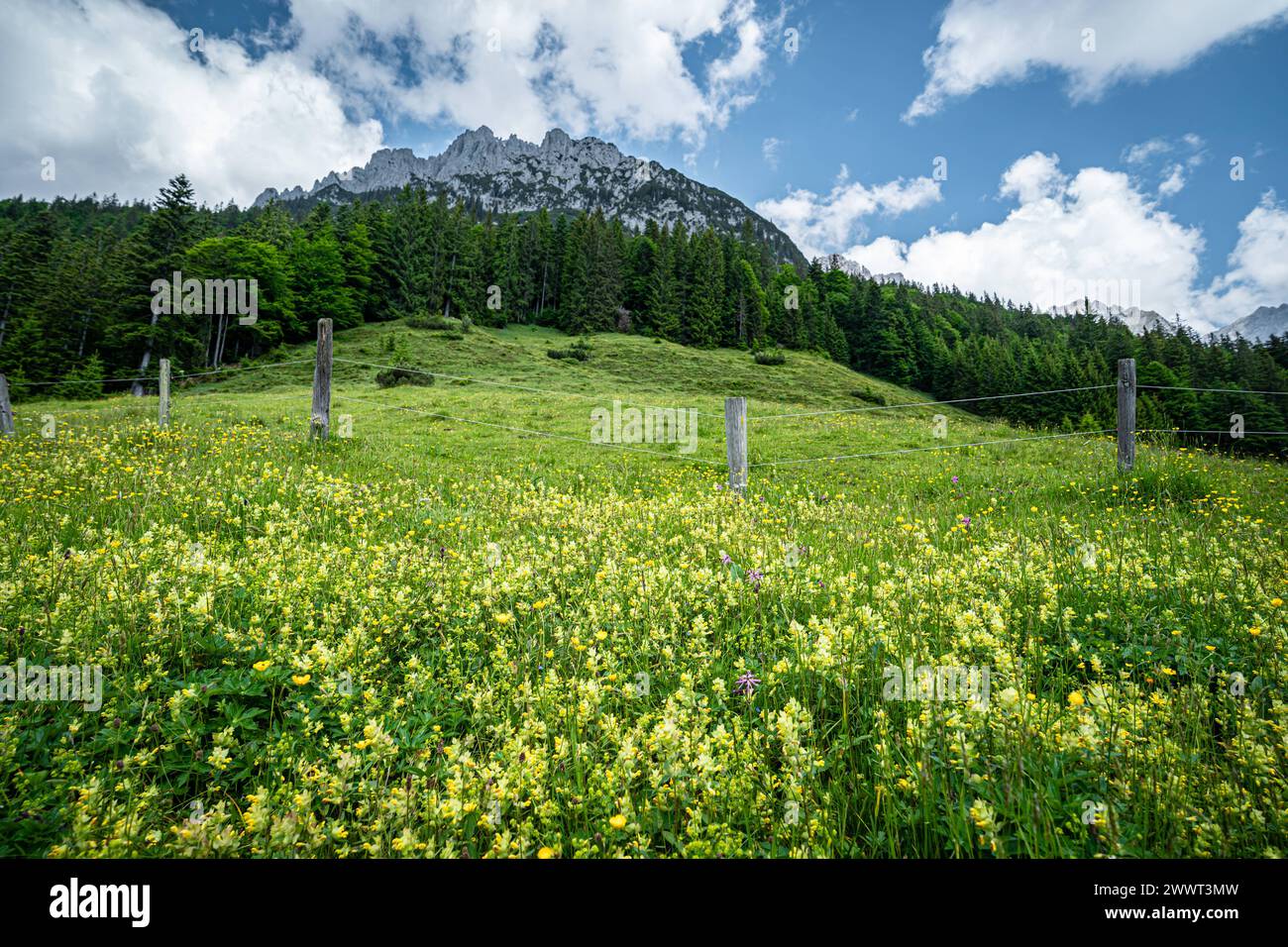 Herrliche Natur in den Alpen - Alm mit vielen blühenden Wiesenblumen Herrliche Alpenlandschaft im Sommer - unterwegs in den Bergen rund um den Wilden Kaiser - die majestätische Gebirgsformation oberhalb vom Elmau in Tirol - Österreich. Herrliche Natur und wunderschöne Landschaften laden zum Wandern ein. Landschaftsfoto. Elmau Tirol Österreich *** Magnificent nature in the Alps Alpine pasture with many blooming meadow flowers Magnificent alpine landscape in summer on the way in the mountains around the Wilder Kaiser the majestic mountain formation above Elmau in Tyrol Austria Magnificent nature Stock Photo