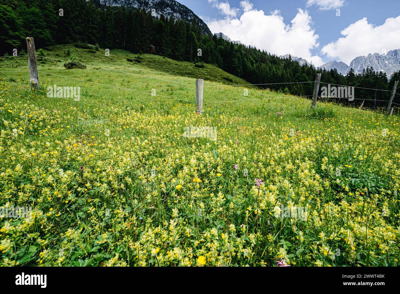 Herrliche Natur in den Alpen - Alm mit vielen blühenden Wiesenblumen Herrliche Alpenlandschaft im Sommer - unterwegs in den Bergen rund um den Wilden Kaiser - die majestätische Gebirgsformation oberhalb vom Elmau in Tirol - Österreich. Herrliche Natur und wunderschöne Landschaften laden zum Wandern ein. Landschaftsfoto. Elmau Tirol Österreich *** Magnificent nature in the Alps Alpine pasture with many blooming meadow flowers Magnificent alpine landscape in summer on the way in the mountains around the Wilder Kaiser the majestic mountain formation above Elmau in Tyrol Austria Magnificent nature Stock Photo