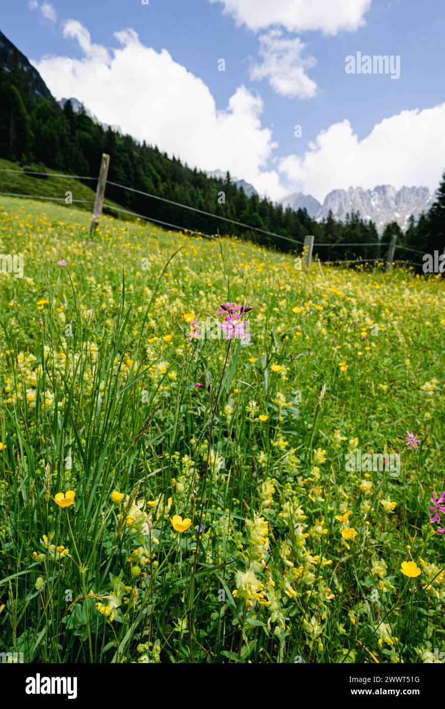 Herrliche Natur in den Alpen - Alm mit vielen blühenden Wiesenblumen, Aufnahme im Hochformat. Herrliche Alpenlandschaft im Sommer - unterwegs in den Bergen rund um den Wilden Kaiser - die majestätische Gebirgsformation oberhalb vom Elmau in Tirol - Österreich. Herrliche Natur und wunderschöne Landschaften laden zum Wandern ein. Landschaftsfoto. Elmau Tirol Österreich *** Magnificent nature in the Alps Alpine pasture with many blooming meadow flowers, portrait format photo Magnificent alpine landscape in summer on the way in the mountains around the Wilder Kaiser the majestic mountain formation Stock Photo