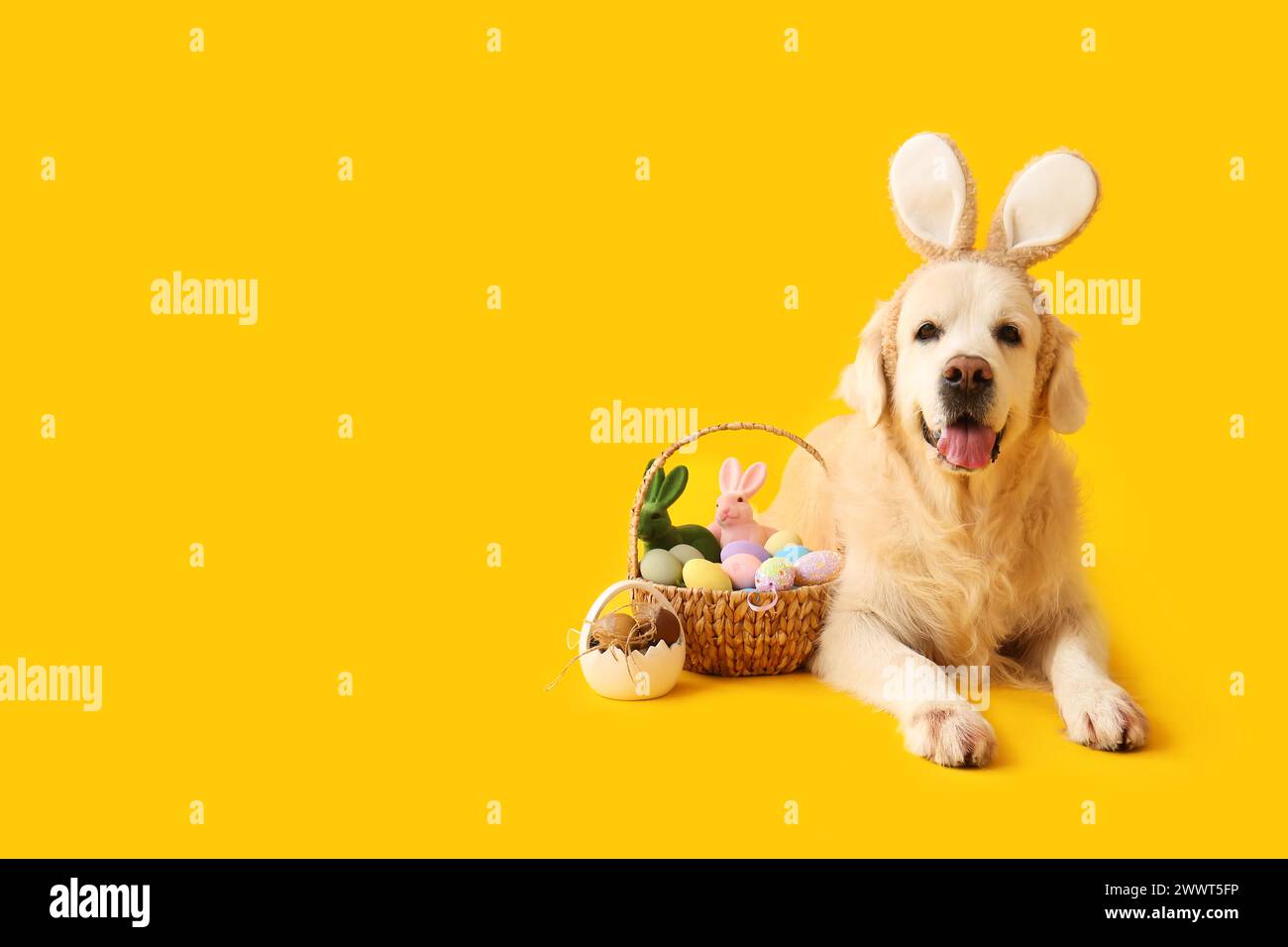 Cute Labrador dog in bunny ears with Easter eggs lying on yellow