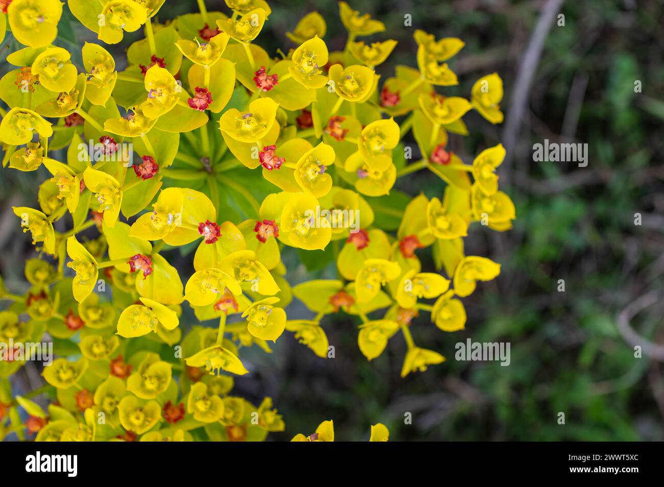 Yellow coloured flowers in nature. Euphorbia flower. Stock Photo