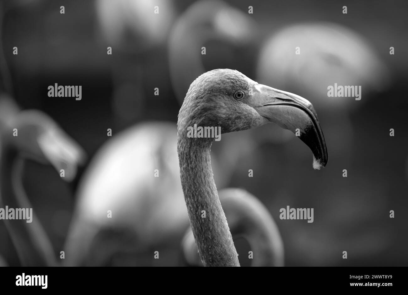 Close up portrait of American or Caribbean flamingo, Phoenicopterus ruber. Flamingos or flamingoes are a type of wading bird in the family Stock Photo
