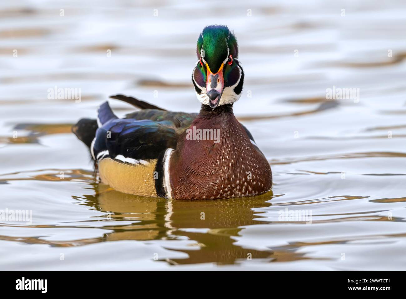 Male wood duck (Aix sponsa), Autumn, North America, by Dominique Braud/Dembinsky Photo Assoc Stock Photo