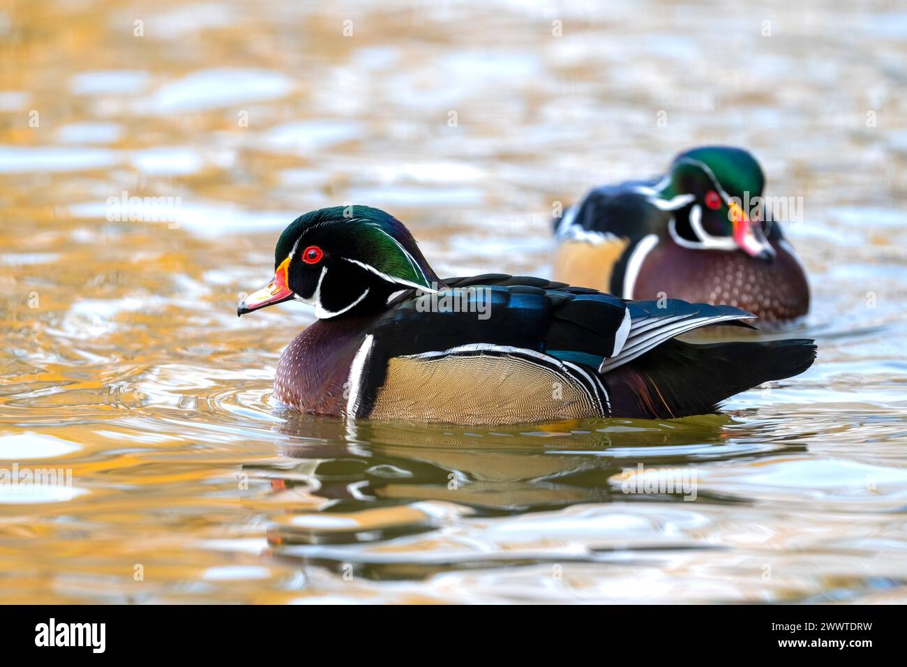 Male wood duck (Aix sponsa), Autumn, North America, by Dominique Braud/Dembinsky Photo Assoc Stock Photo