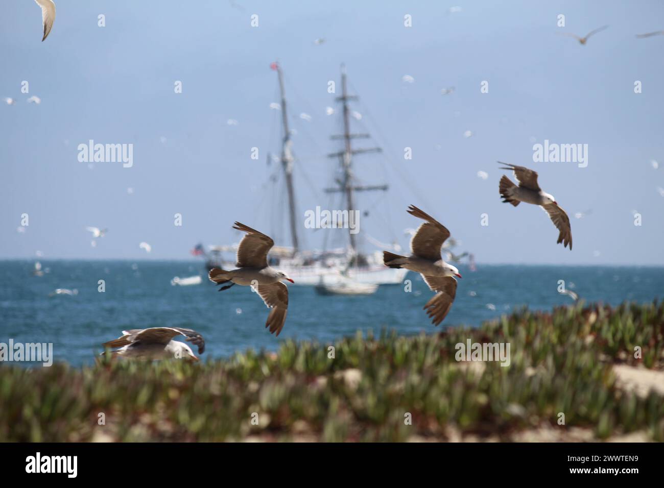 Seagulls in California Stock Photo