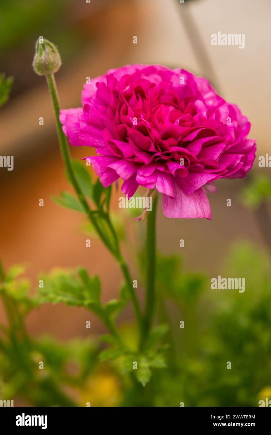 High Res Ranunculus Ranunculus flower ranunculaceae hi-res stock photography and images - Alamy
