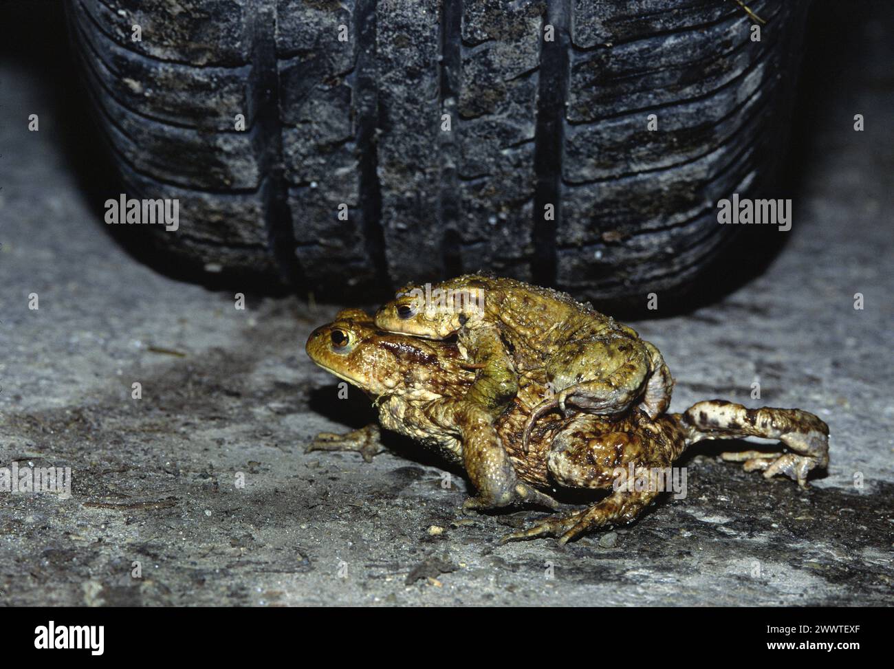 European common toad (Bufo bufo), Amphibian migration, pair on the road in front of a car tire, Germany Stock Photo
