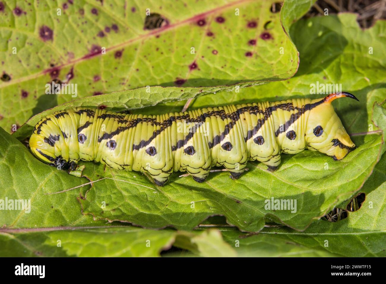 Convolvulus hawkmoth, Morning glory sphinx moth (Agrius convolvuli, Herse convolvuli, Sphinx convolvuli), caterpillar, Germany Stock Photo