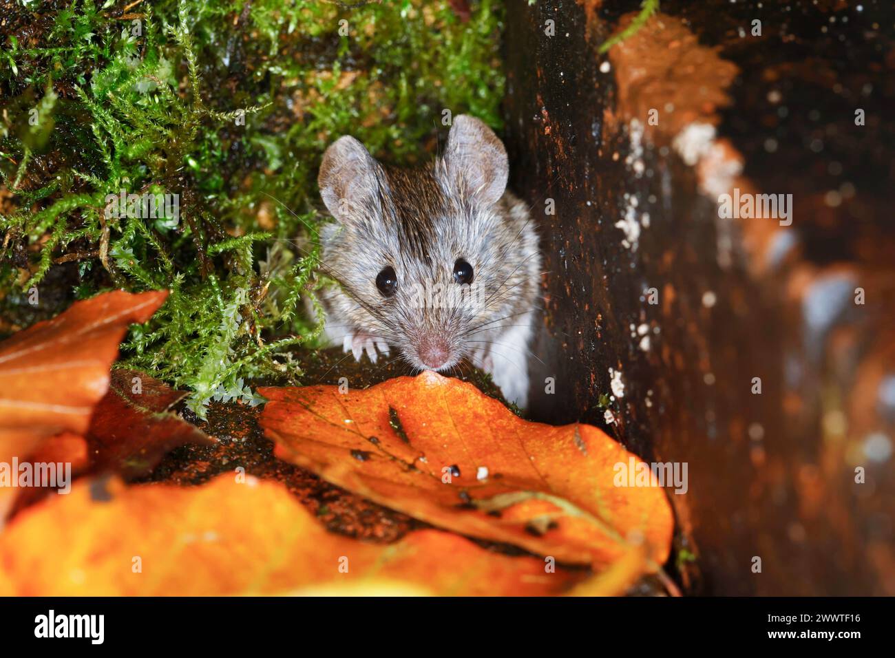 house mouse (Mus musculus), lookíng out of the hiding place, Germany Stock Photo