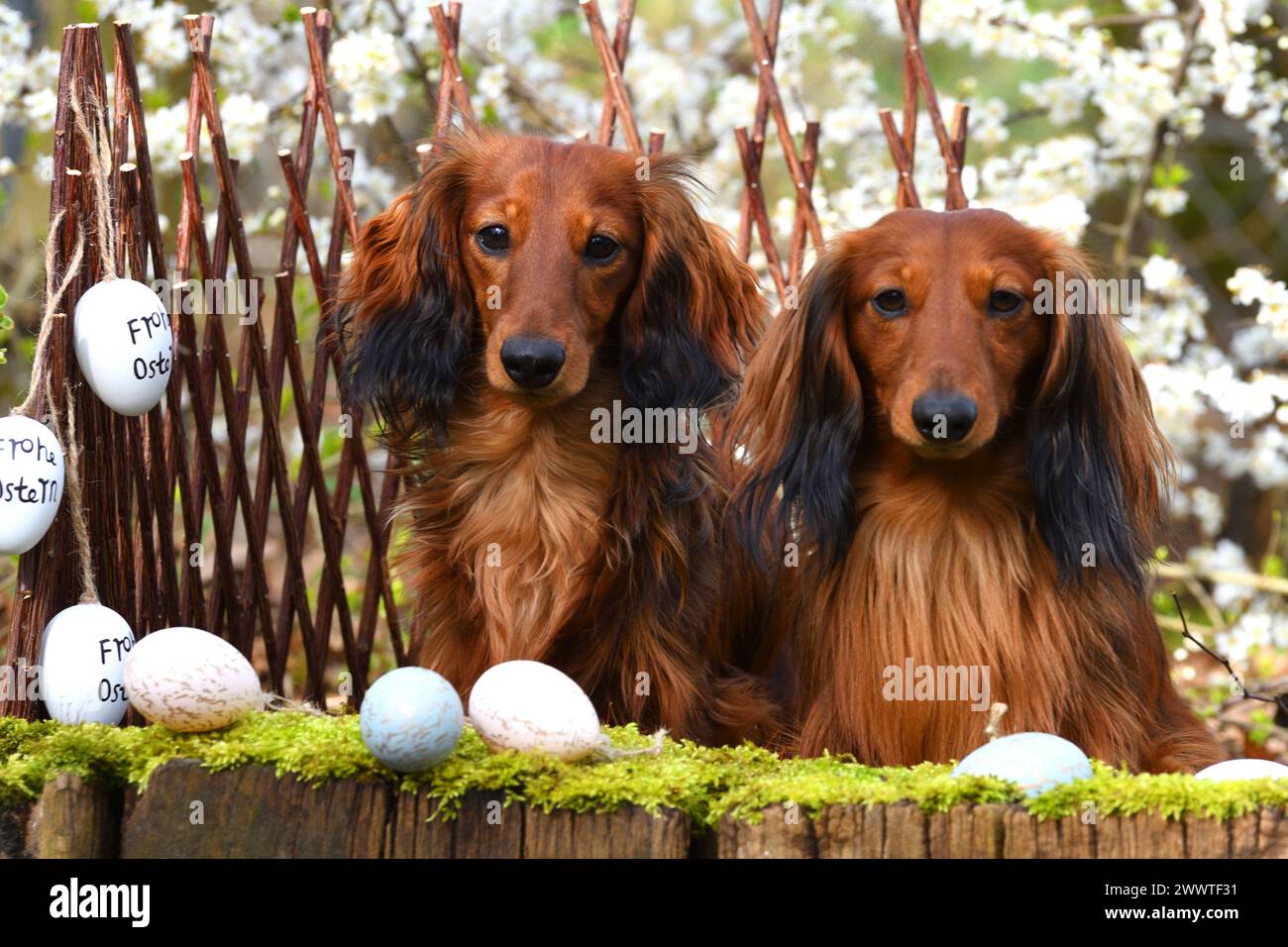 Long-haired Dachshund, Long-haired sausage dog, domestic dog (Canis lupus f. familiaris), two red long-haired dachshunds sitting side by side in easte Stock Photo