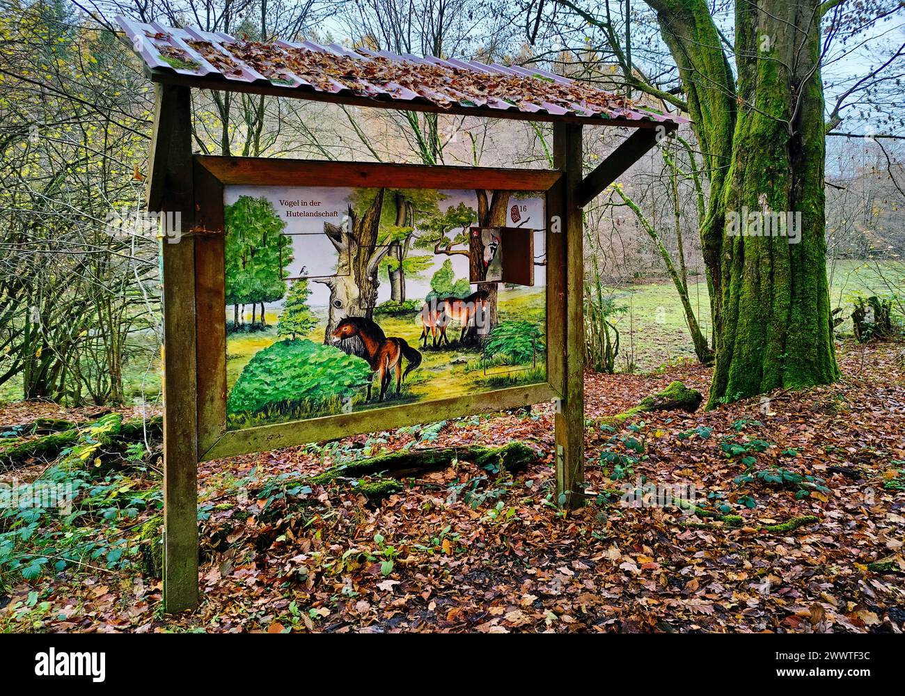 Exmoor pony (Equus przewalskii f. caballus), Information board in the Silvopasture Solling-Vogler Nature Park, Germany, Lower Saxony, Northeim Stock Photo