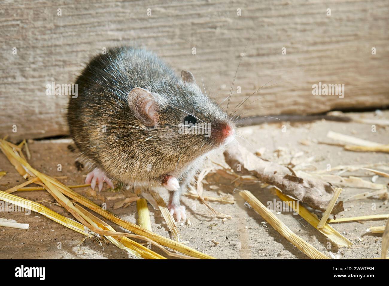 house mouse (Mus musculus), on a wooden floor with straw remains, Germany Stock Photo