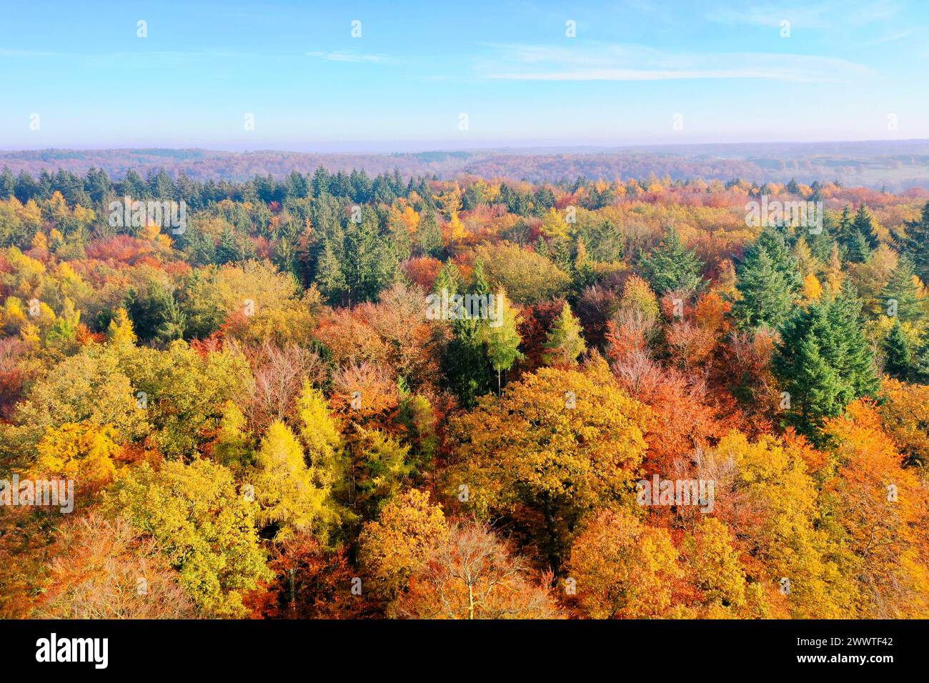 Autumn forest from above, drone photo, Germany, Schleswig-Holstein Stock Photo