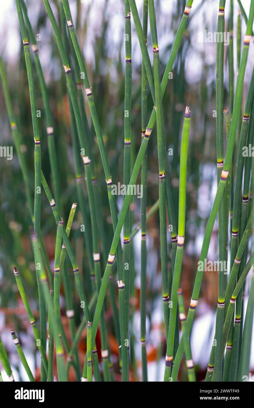 rough horsetail, scouring-rush (Equisetum hyemale), in winter with snow, Germany Stock Photo