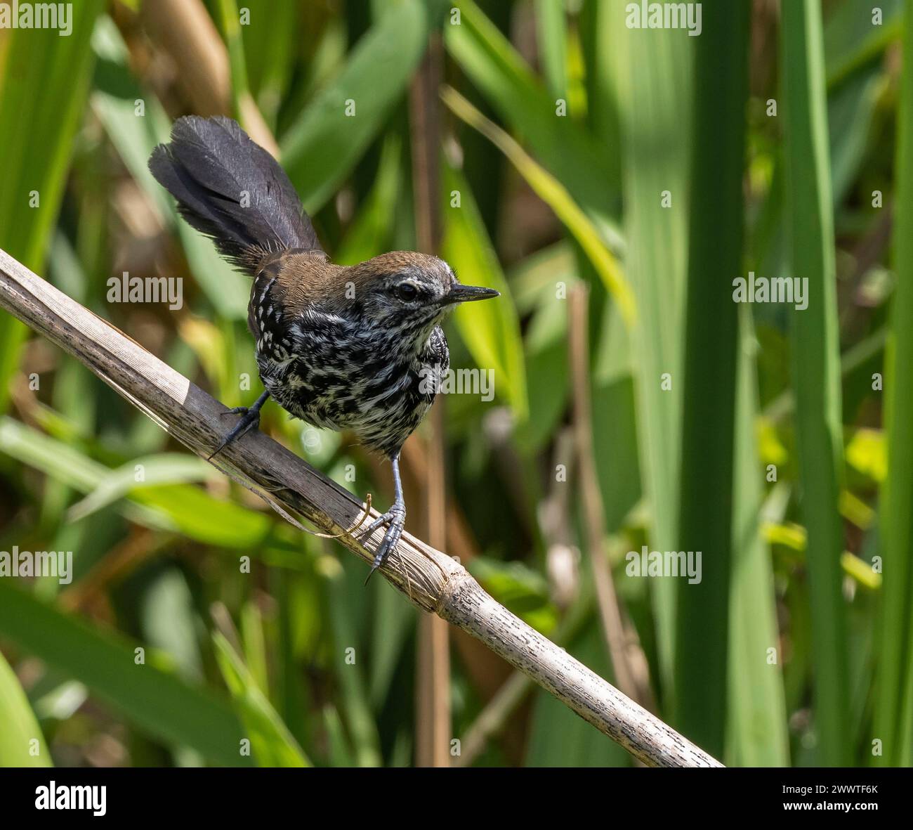 Marsh antwren (Formicivora paludicola), Alert female in marshy area, Brazil Stock Photo