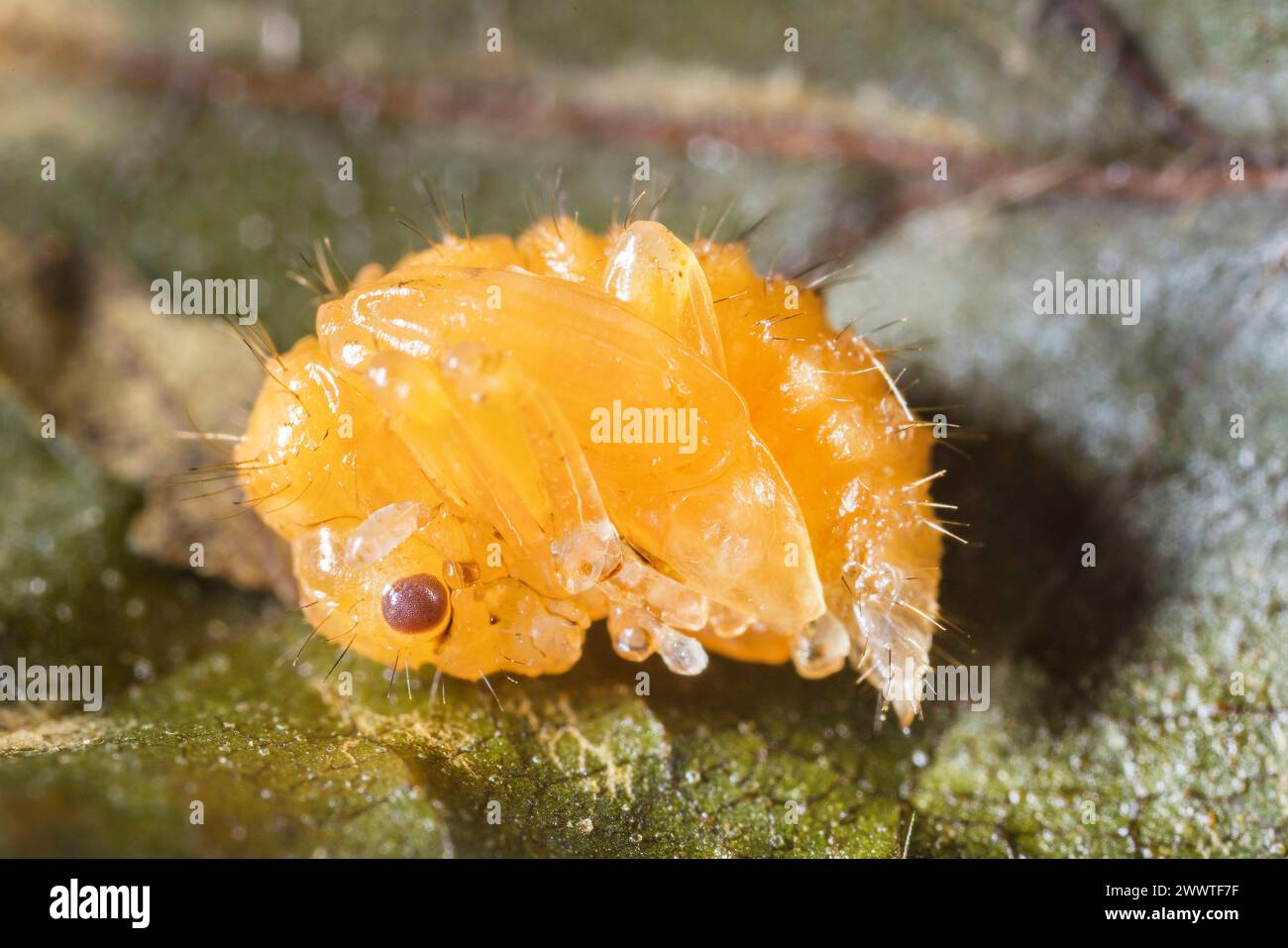 Hazel weevil (Apoderus coryli), pupa, Germany Stock Photo