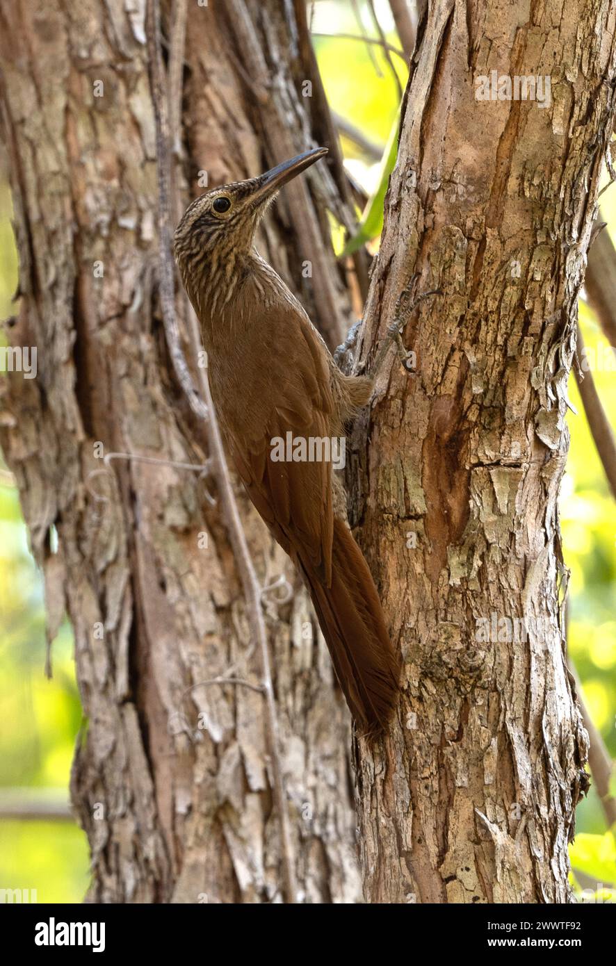 Planalto woodcreeper (Dendrocolaptes platyrostris intermedius, Dendrocolaptes intermedius), perched at a tree trunk, Brazil, Minas Gerais, Cavernas do Stock Photo