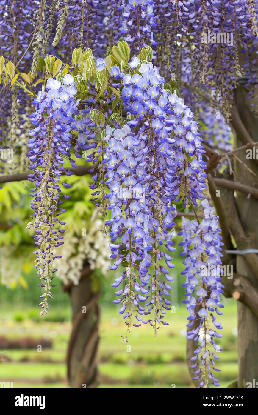 Japanese wisteria (Wisteria floribunda 'Blue Dream', Wisteria floribunda Blue Dream), flowers of cultivar Blue Dream Stock Photo