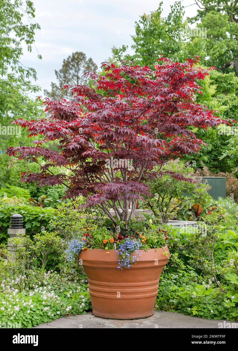 Palmate maple, Smooth Japanese maple (Acer palmatum 'Atropurpureum