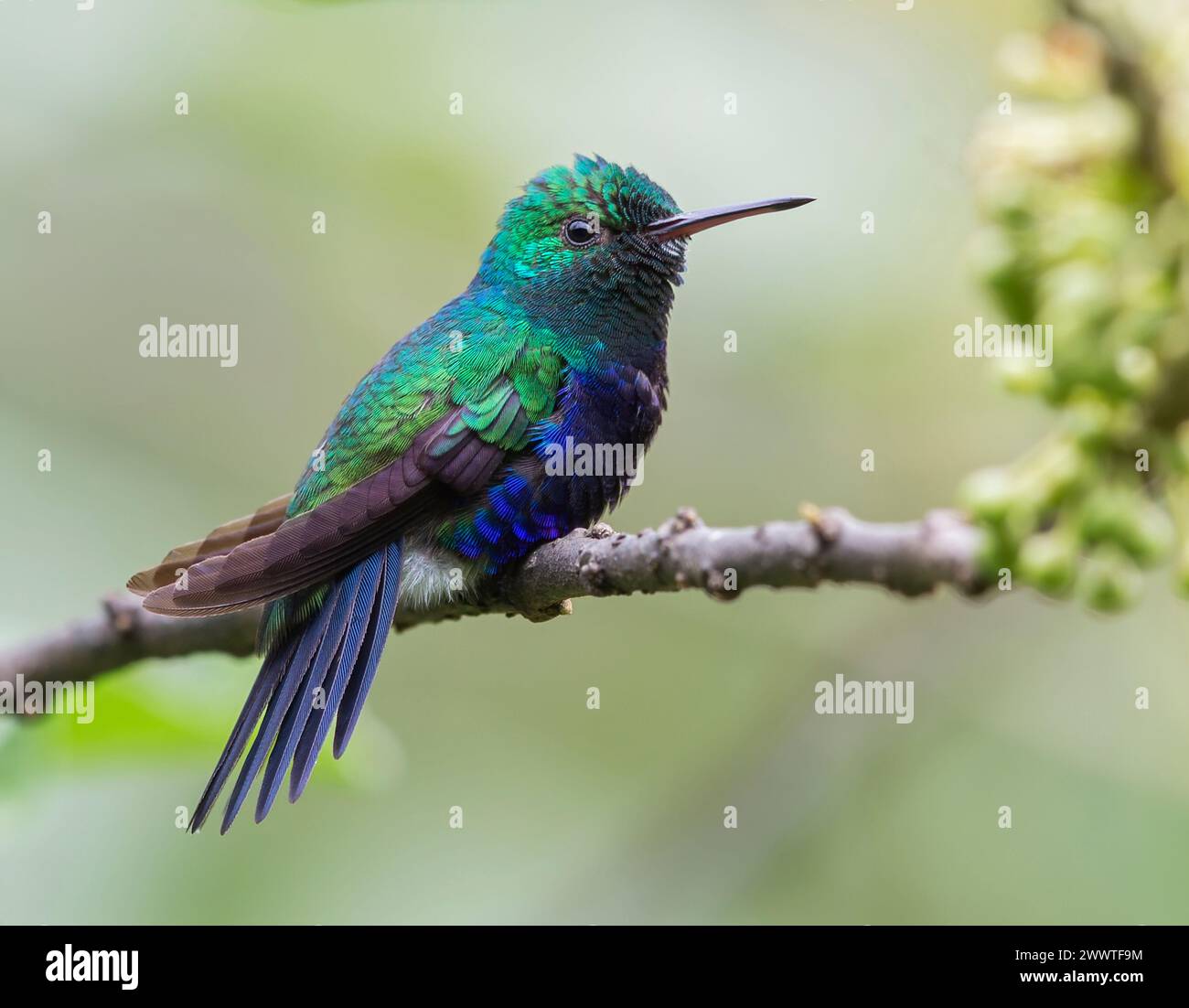 Violet-bellied Hummingbird (Amazilia julie feliciana, Chlorestes julie feliciana, Juliamyia julie feliciana), male perched on a branch, Colombia Stock Photo