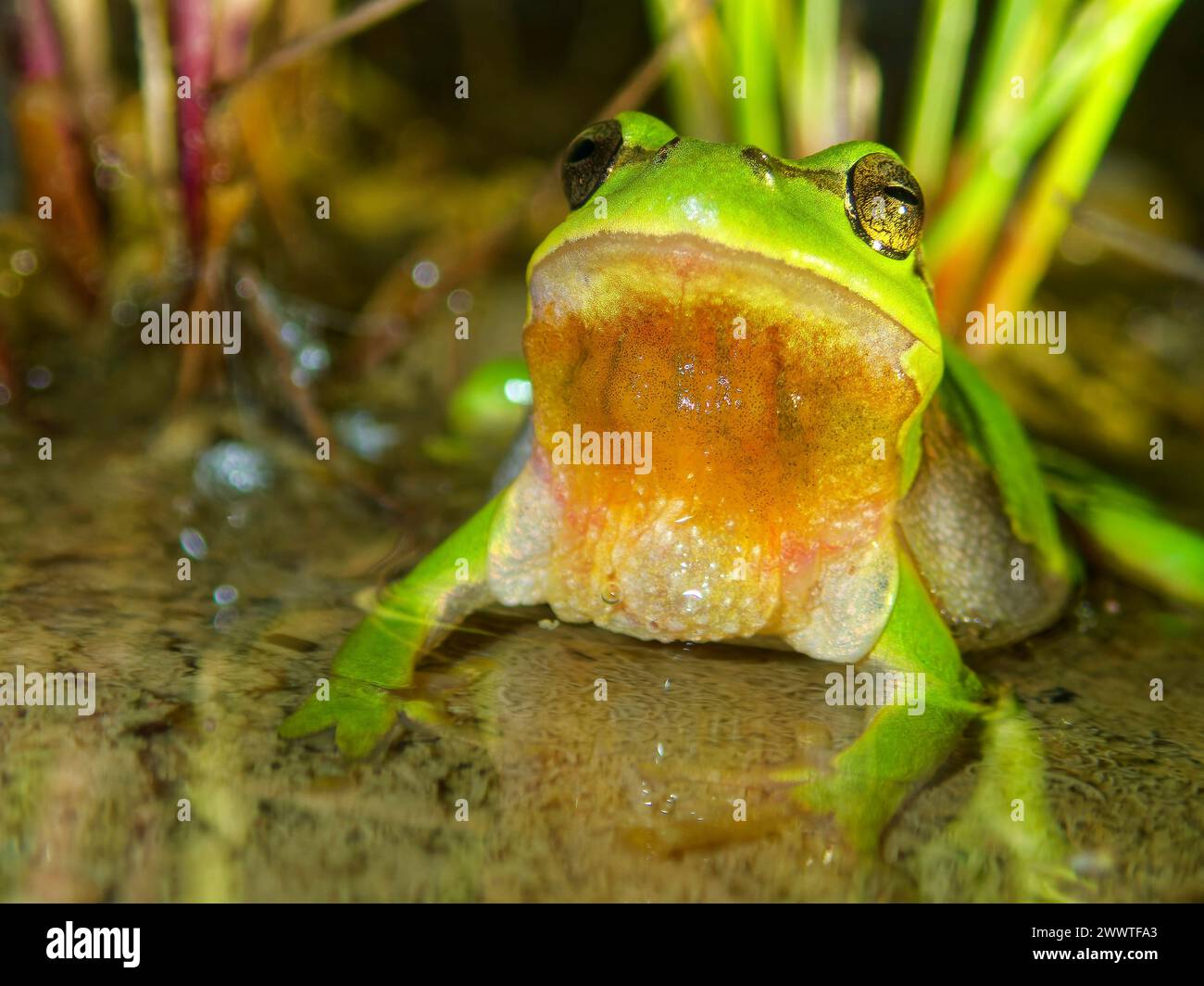 Amphibien lissamphibia ordnung hi-res stock photography and images - Alamy