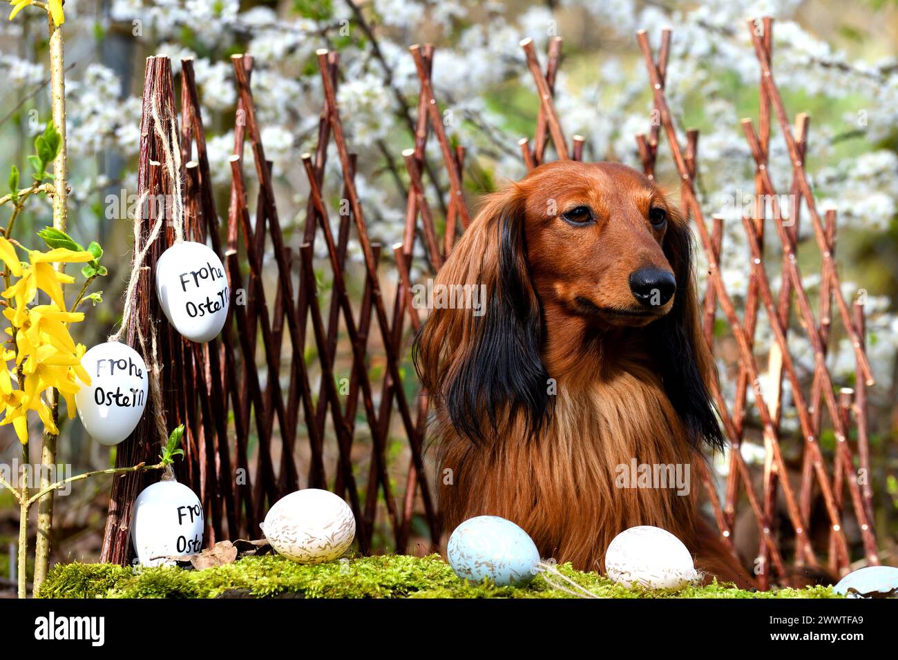 Long-haired Dachshund, Long-haired sausage dog, domestic dog (Canis lupus f. familiaris), red long-haired dachshund sitting in easter decoration, Germ Stock Photo