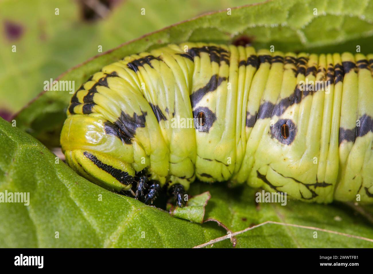 Convolvulus hawkmoth, Morning glory sphinx moth (Agrius convolvuli, Herse convolvuli, Sphinx convolvuli), caterpillar, head, Germany Stock Photo