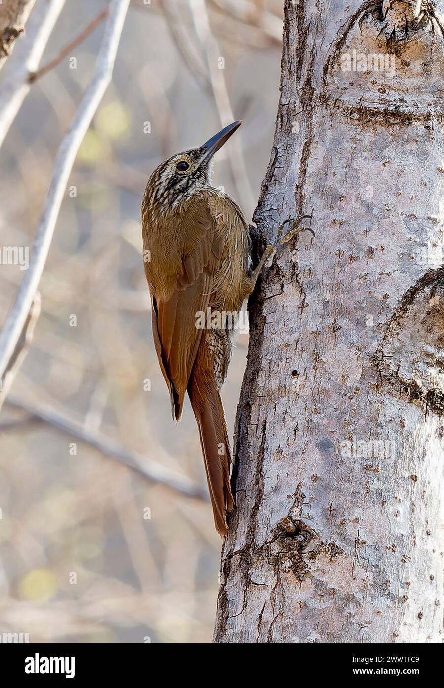 Planalto woodcreeper (Dendrocolaptes platyrostris intermedius, Dendrocolaptes intermedius), perched at a tree trunk, Brazil, Minas Gerais, Cavernas do Stock Photo