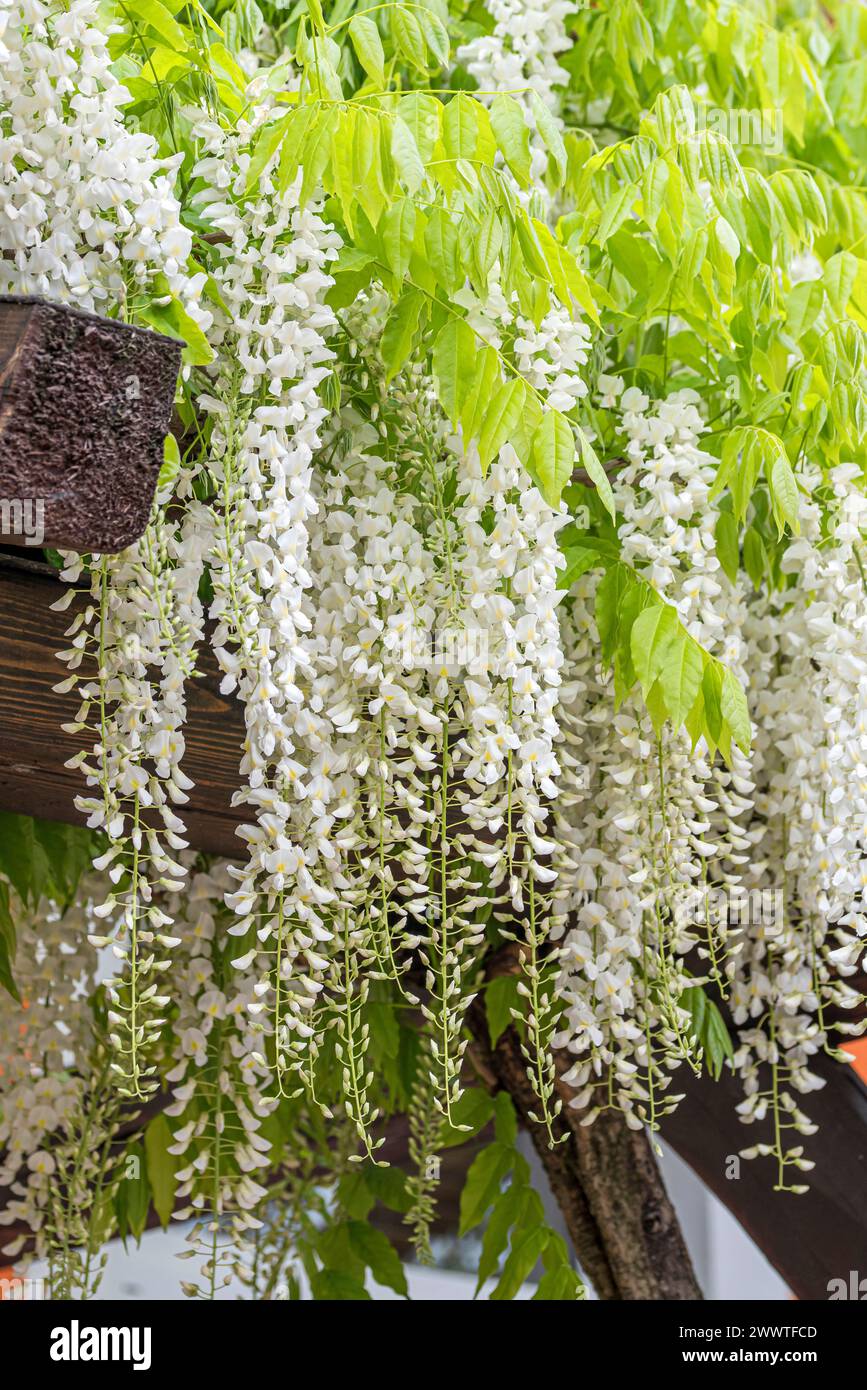 Japanese wisteria (Wisteria floribunda 'Shiro-noda', Wisteria floribunda Shiro-noda), flowers of cultivar Shiro-noda Stock Photo
