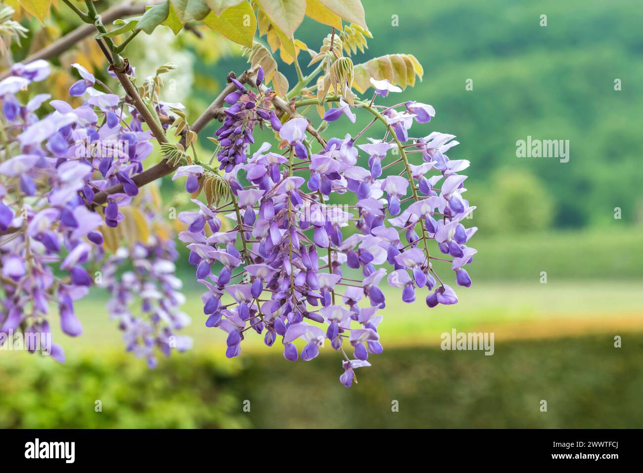 Japanischer Blauregen (Wisteria brachybotrys 'Okayama' Stock Photo - Alamy