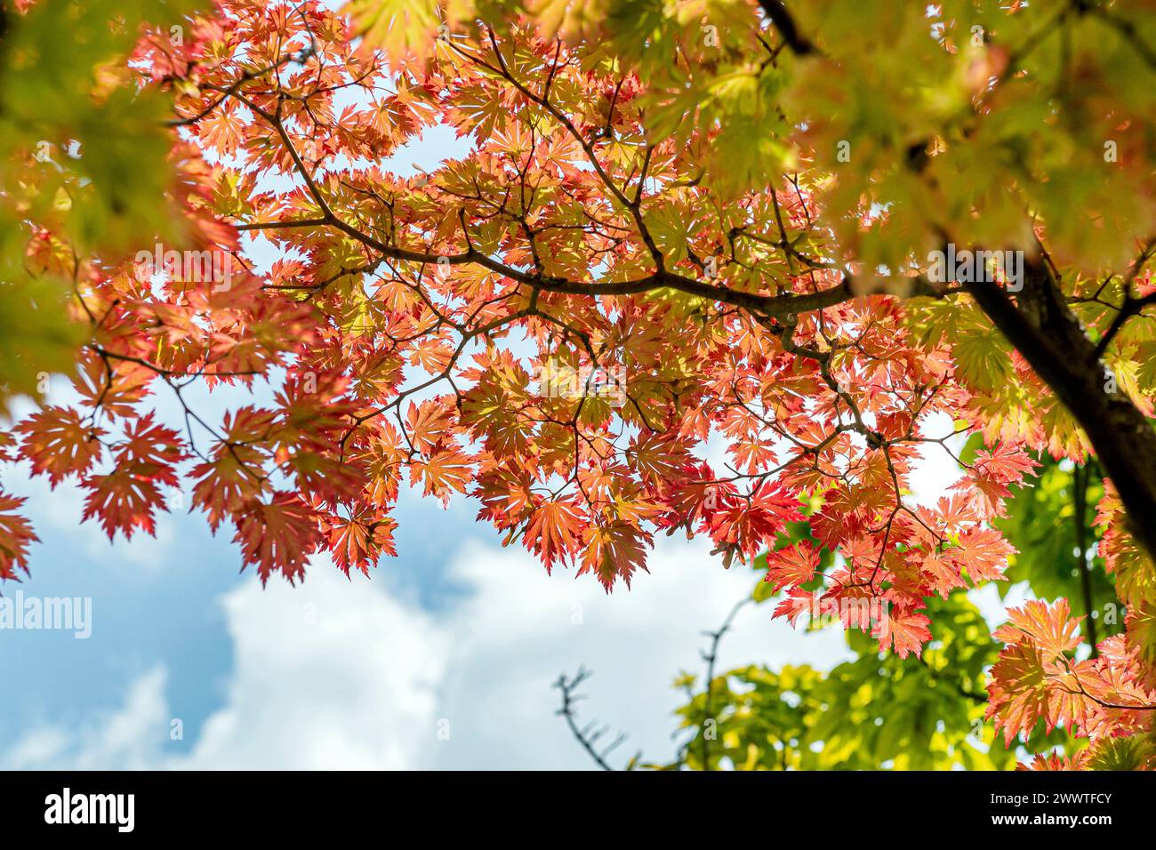 Japanese maple (Acer japonicum 'Aconitifolium', Acer japonicum Aconitifolium), Leaves in the fall of the cultivar Aconitifolium Stock Photo