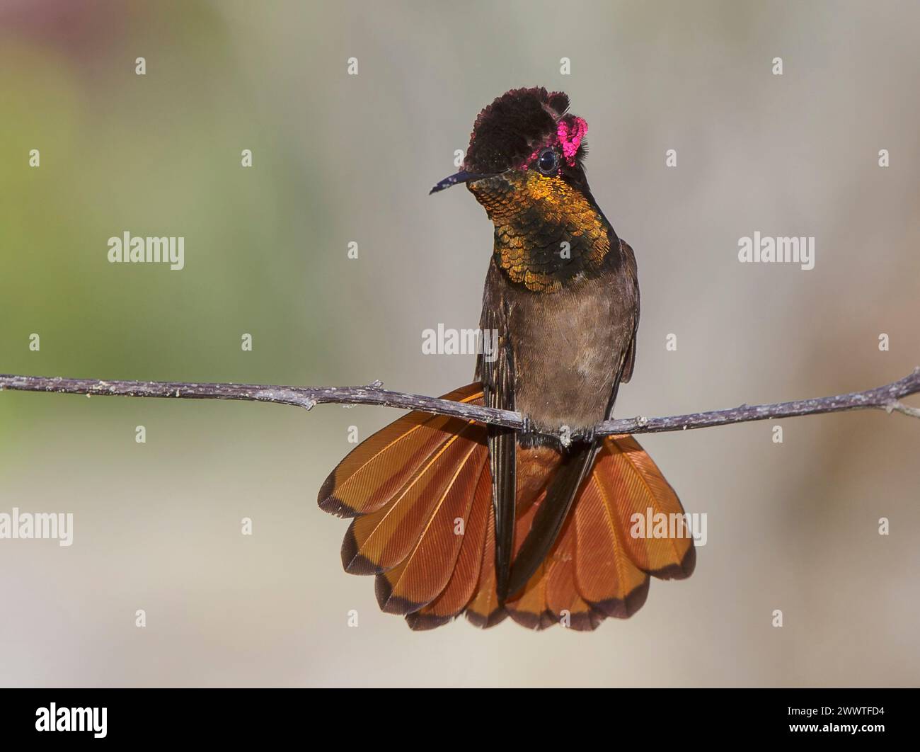 ruby-topaz hummingbird, ruby topaz (Chrysolampis mosquitus), male perched on a thin twig, sunbathing with tail fanned, Brazil Stock Photo