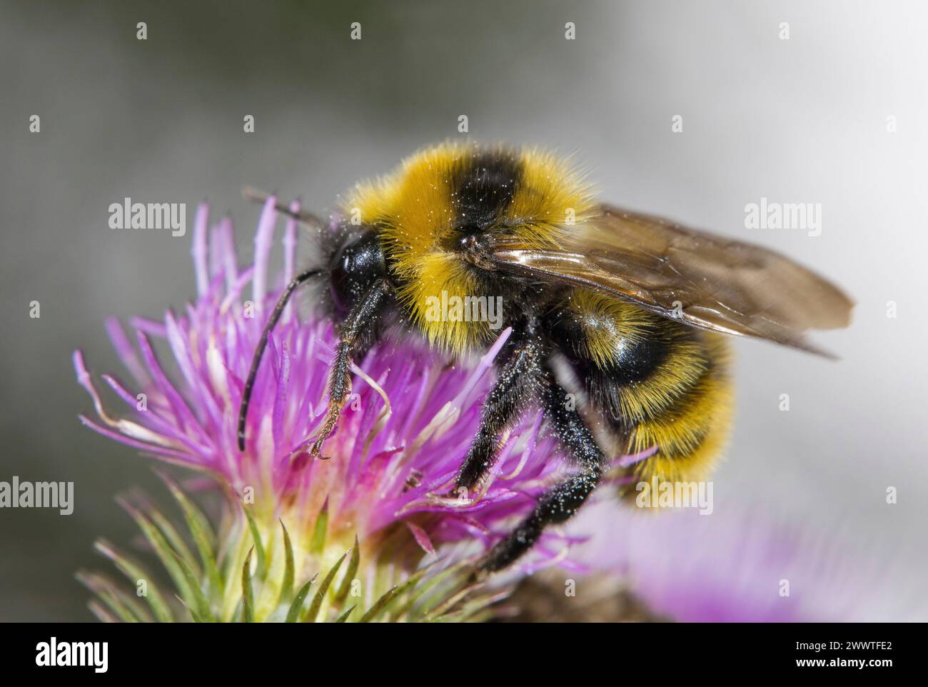 field cuckoo bumblebee (Bombus campestris, Psithyrus campestris), sitting on a thistle, side view, Germany Stock Photo