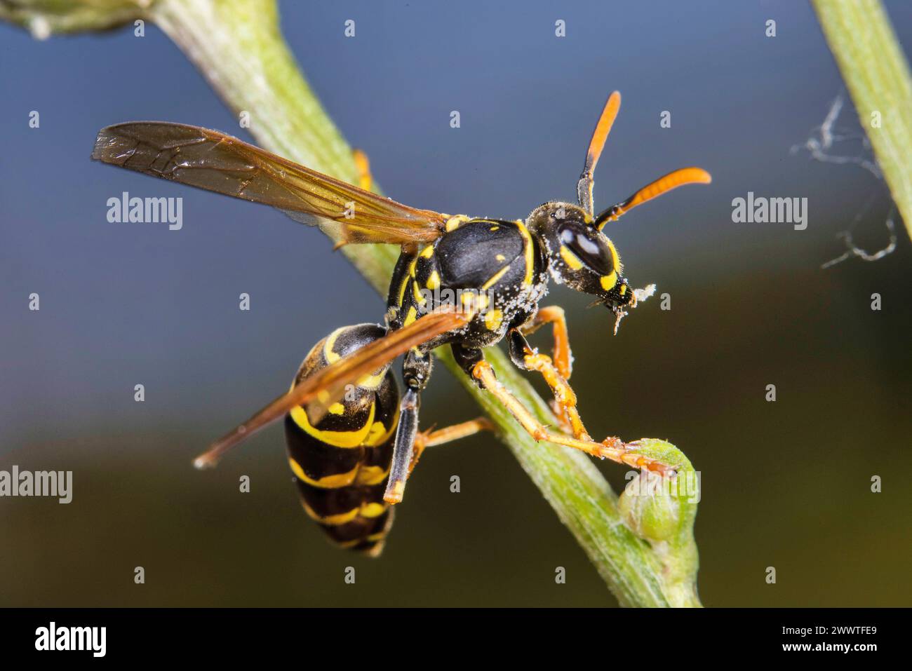 Paper wasp (Polistes gallica, Polistes dominula), sitting on a stem, Germany Stock Photo
